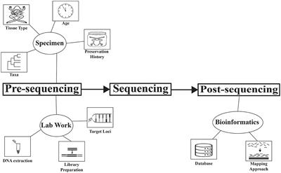 Editorial: Recent advances in museomics: revolutionizing biodiversity research